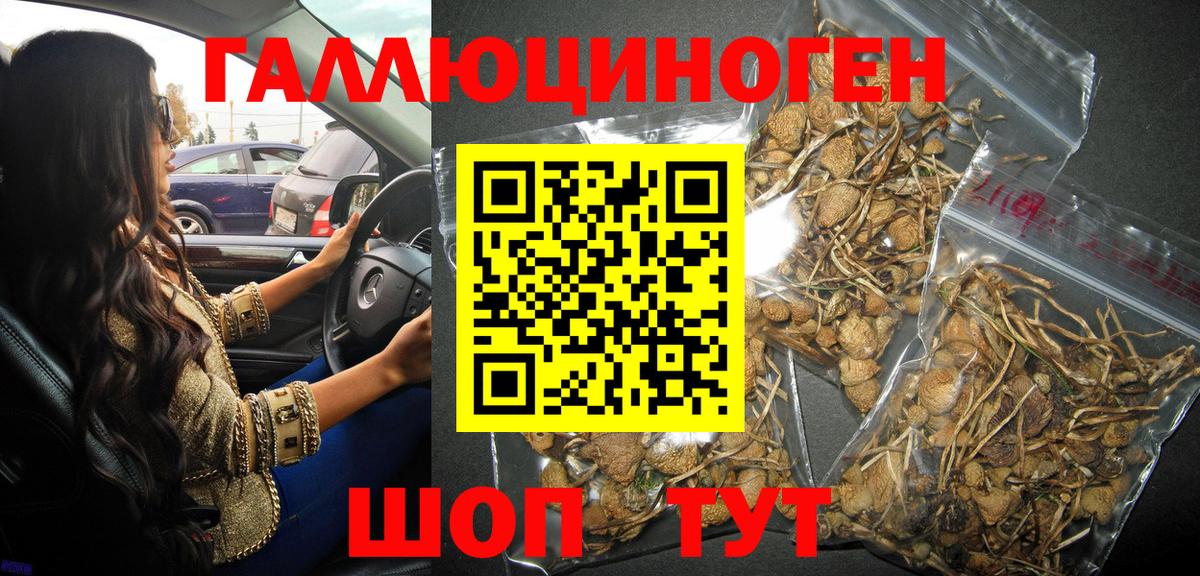 Псилоцибиновые грибы мицелий Элиста