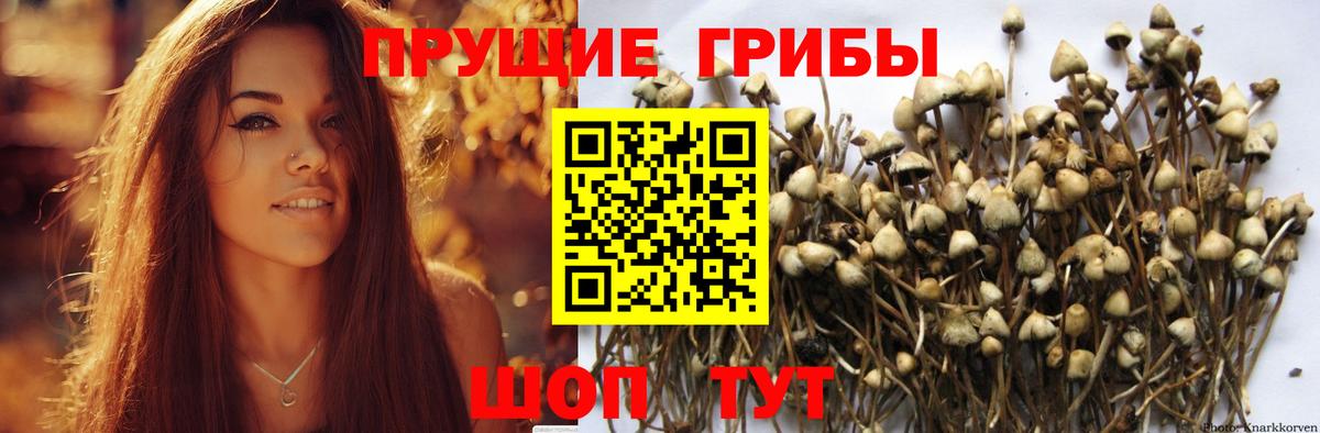 Элиста  Псилоцибиновые грибы Psilocybine cubensis  Вход с VPN 